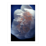 White Peony (Print Only) thumbnail