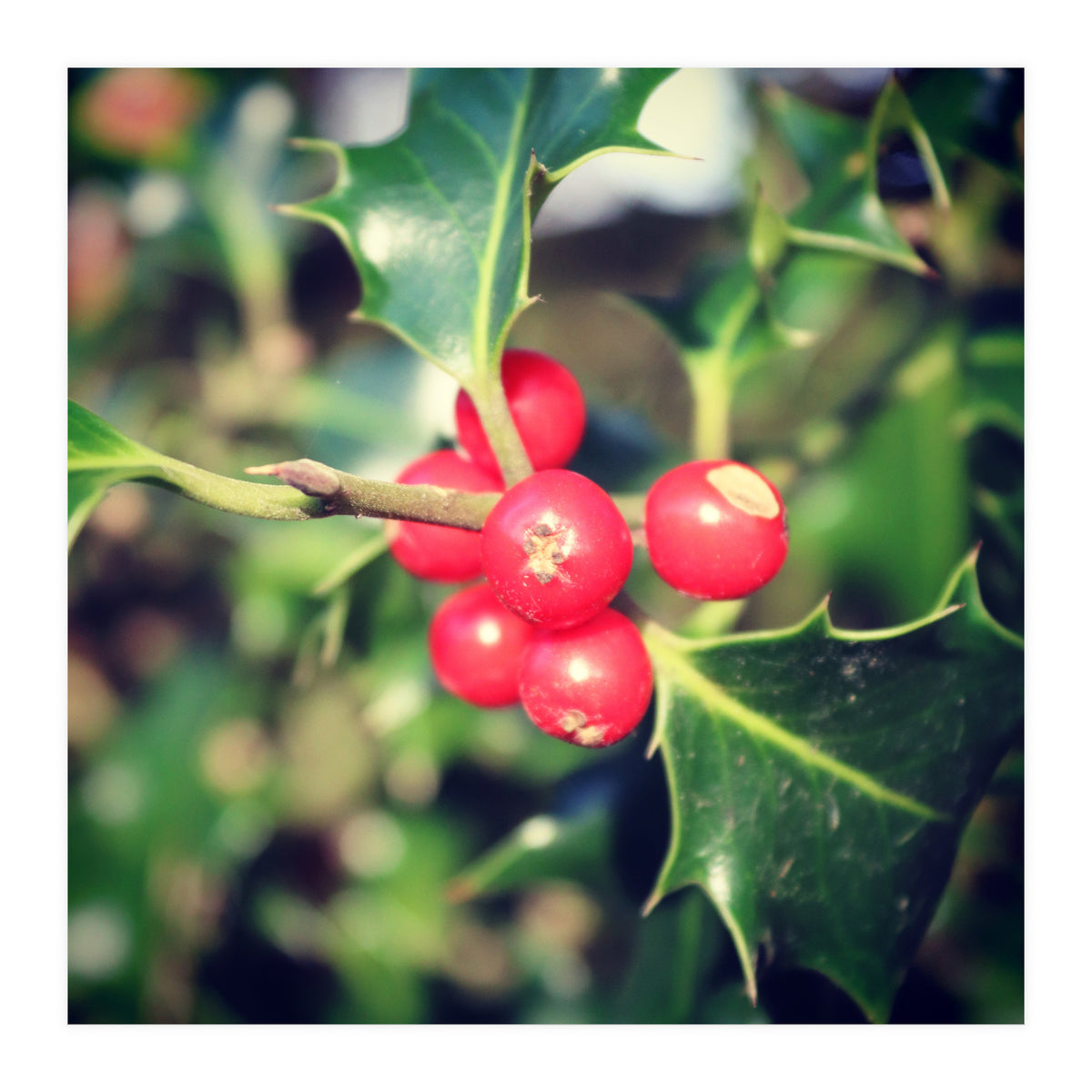 Holly berries  (Print Only)