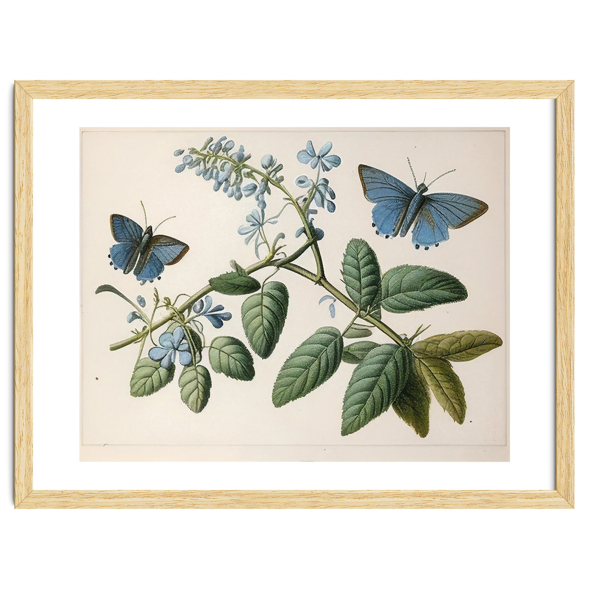 Butterflies Vintage Illustration