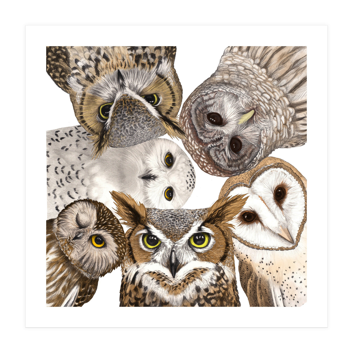 Owls (Print Only)