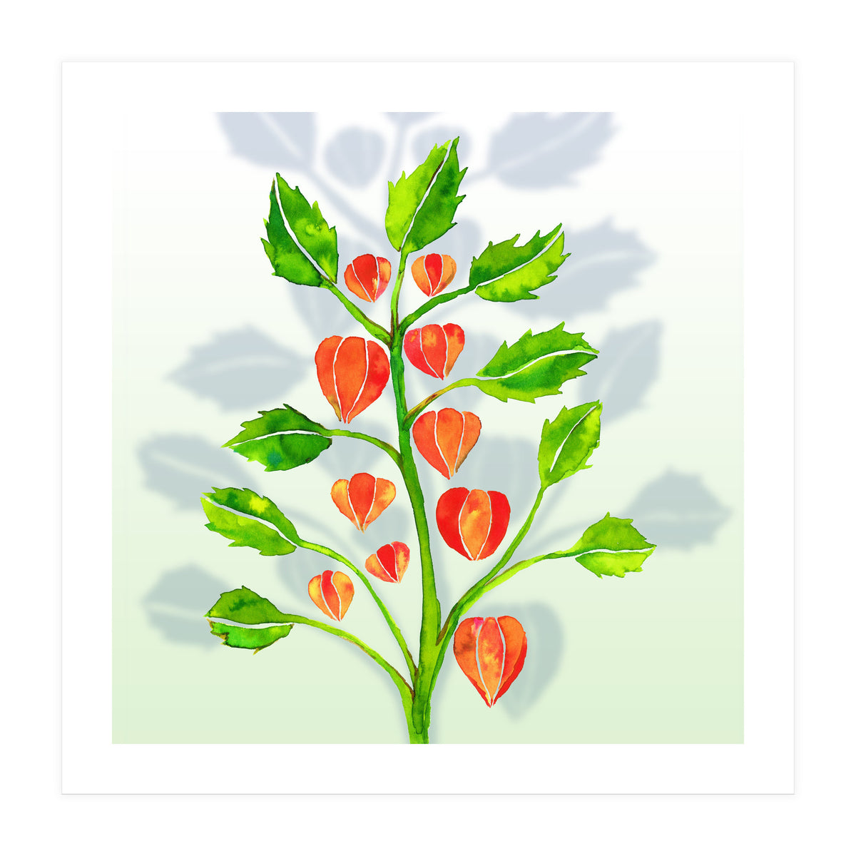 Physalis (Print Only)