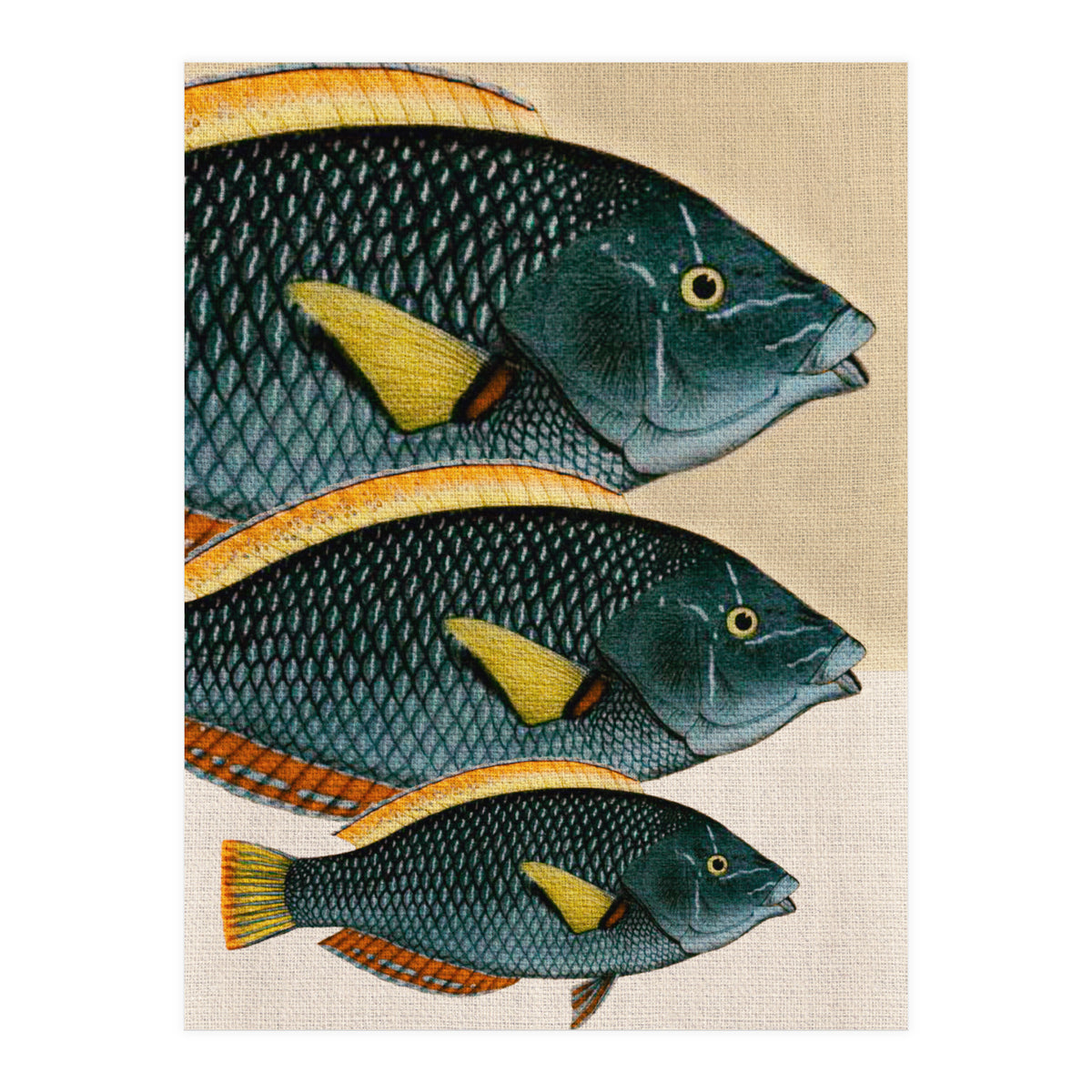 Fish Classic Designs 10 (Print Only)