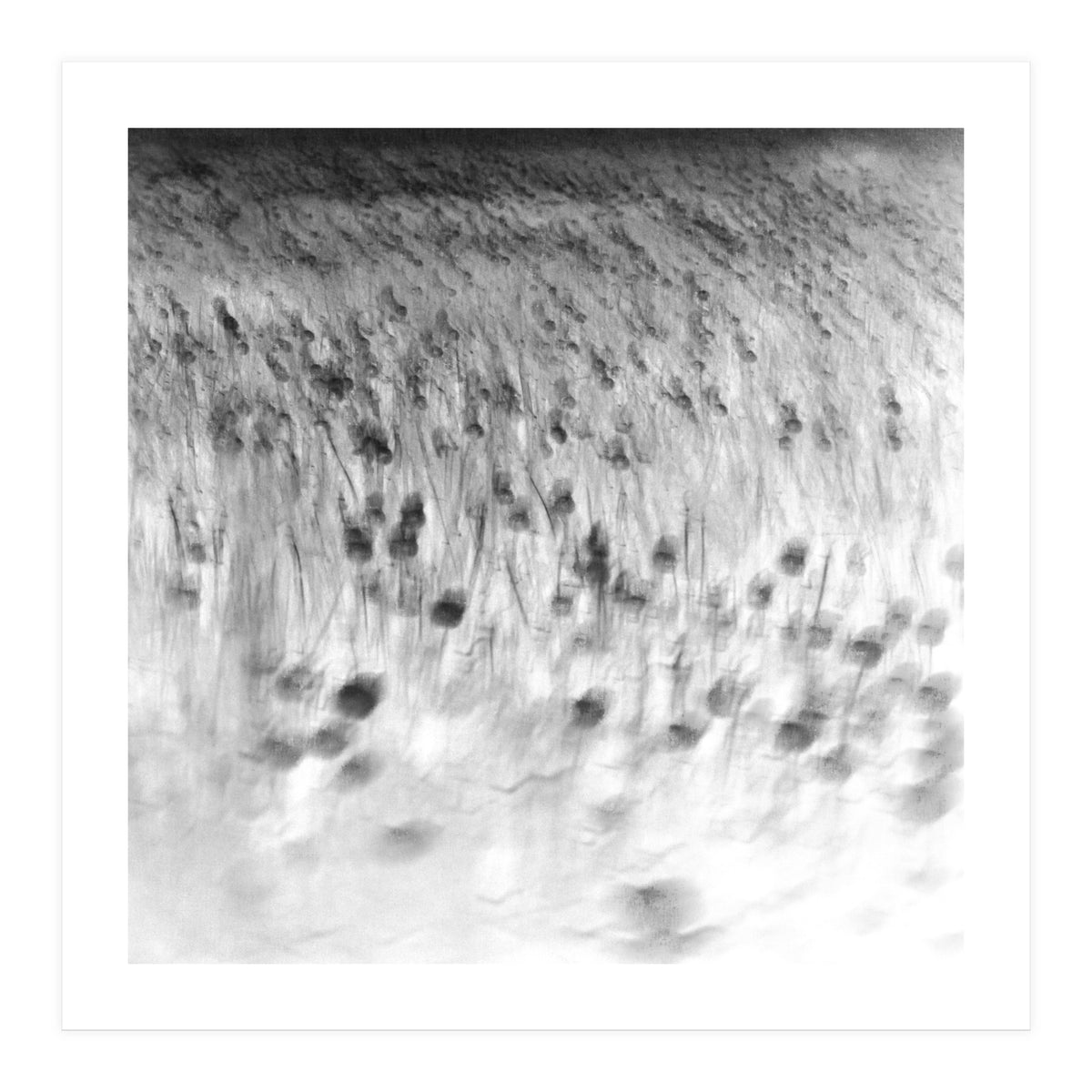 forgotten meadows (Print Only)