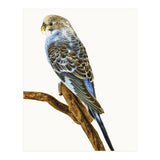 Cc Birds 04 (Print Only) thumbnail