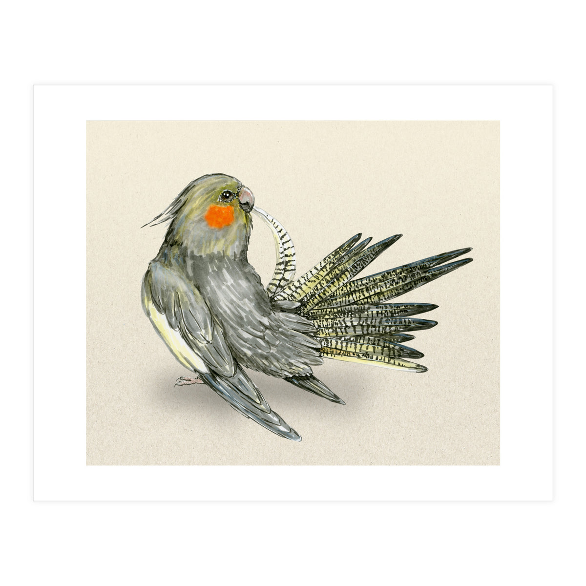 Preening cockatiel (Print Only)