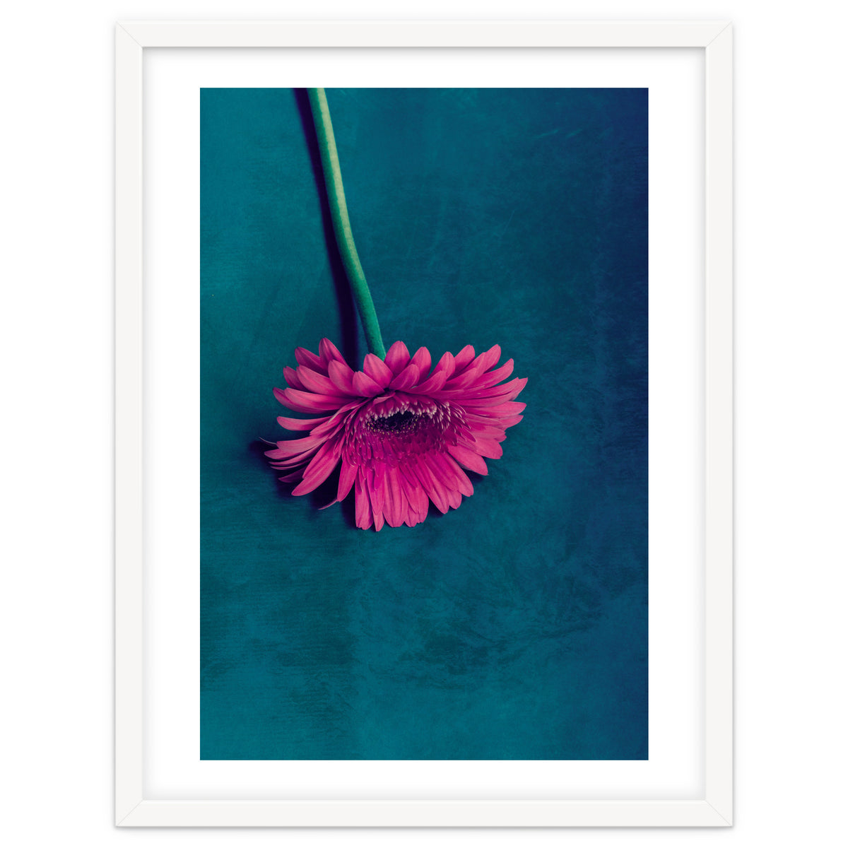 Gerbera for love
