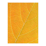 Autumn Leaf (Print Only) thumbnail