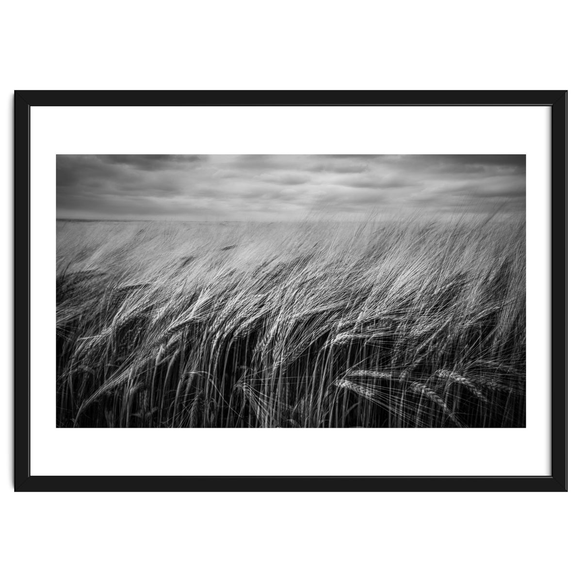 Moody Barley Field