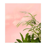 Minimal Botanical (Print Only) thumbnail