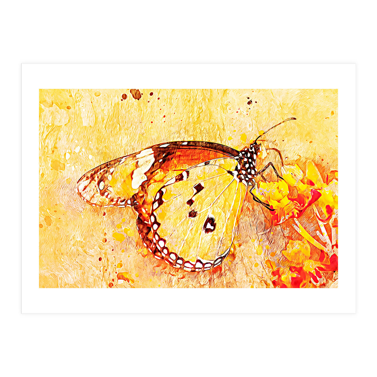 Butterfly On Aclepias (Print Only)