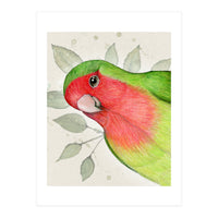 Curious lovebird (Print Only)