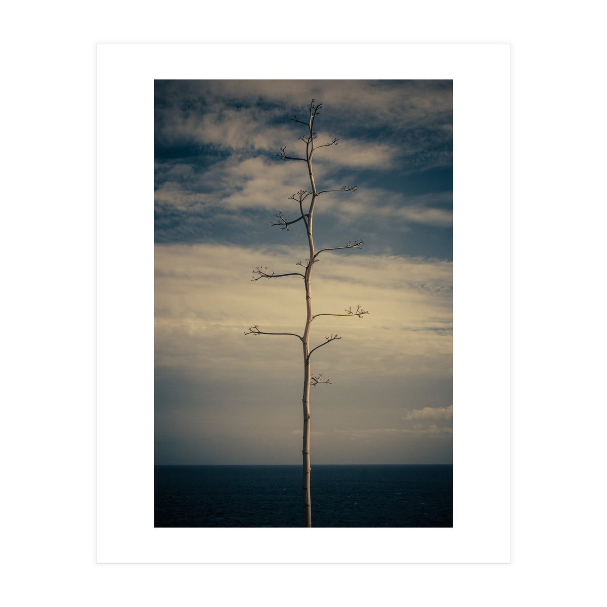 SEA AND TREE (Print Only)