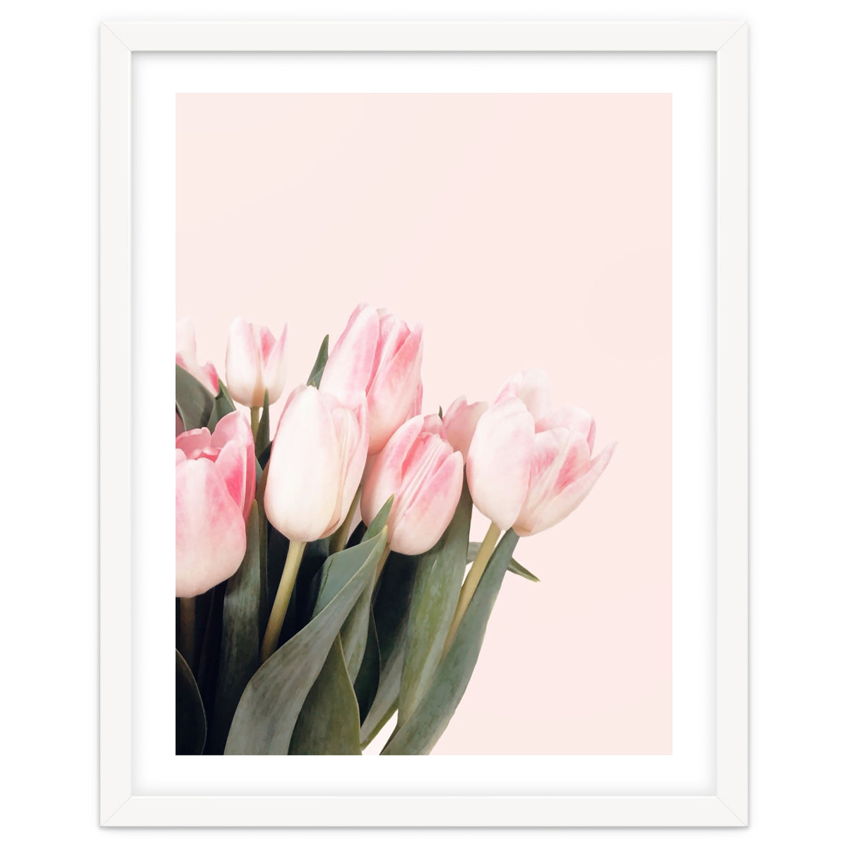 Pink Tulips