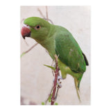 Lovely Indian Cute Parrot (Print Only) thumbnail