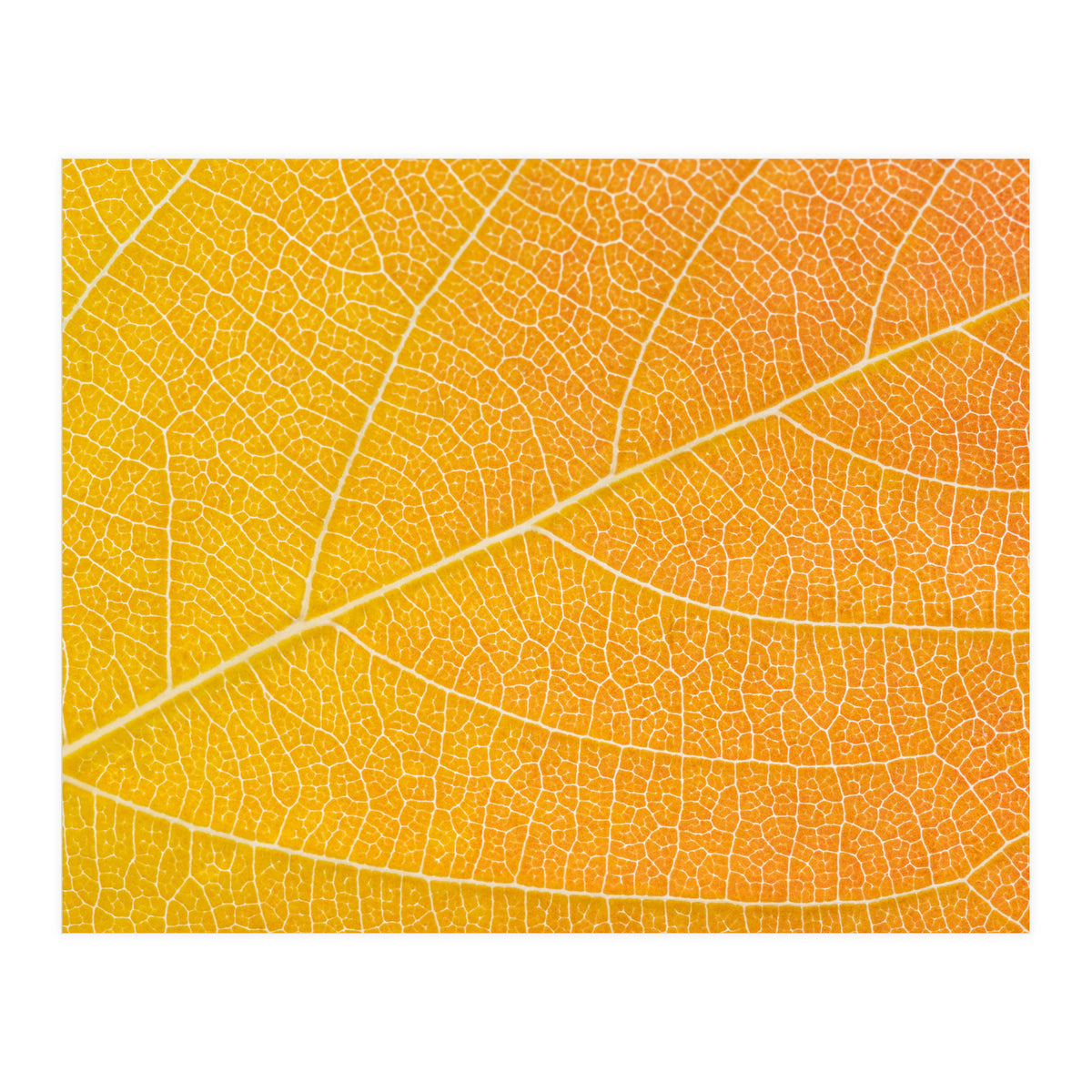 Autumn Leaf (Print Only)