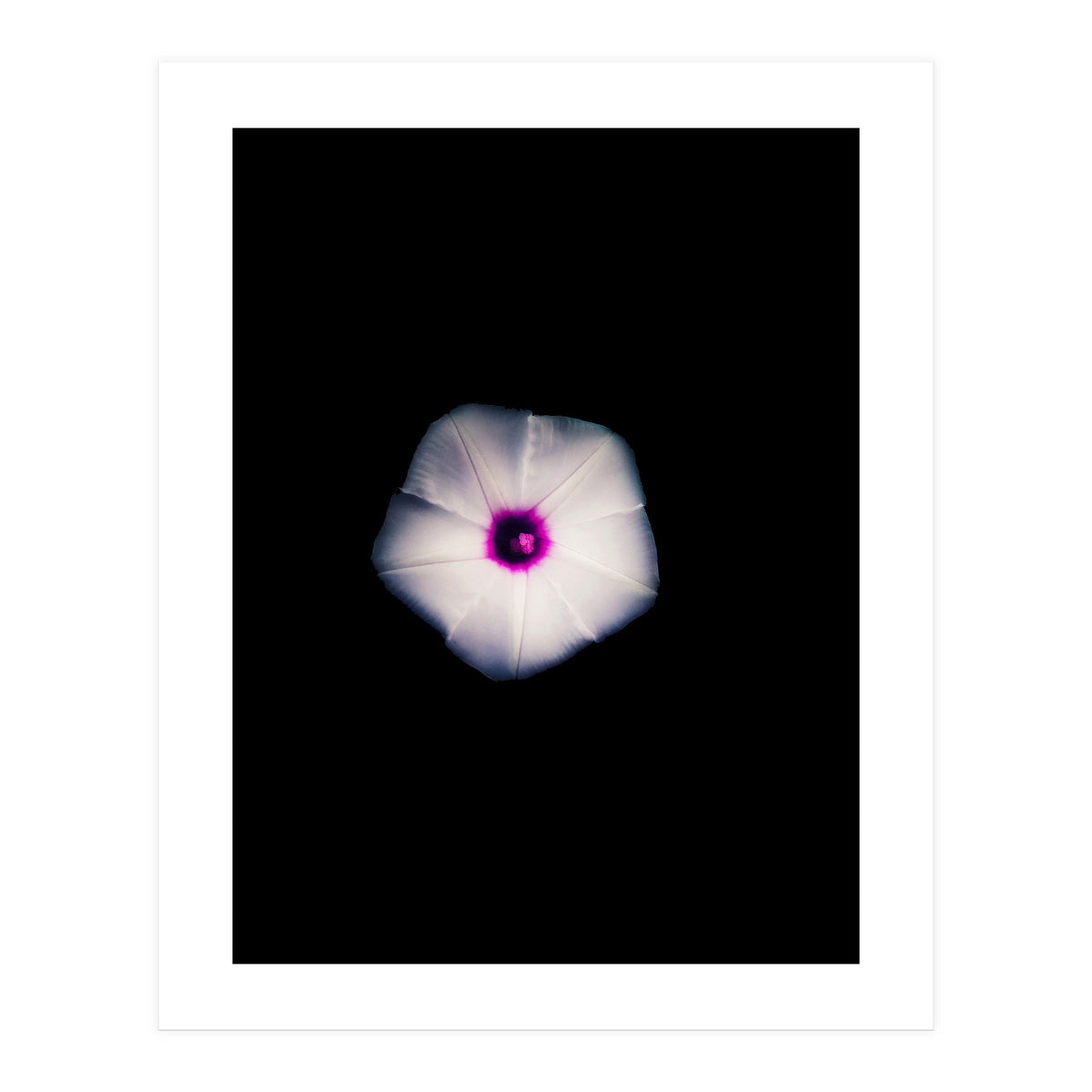 White Flora (Print Only)