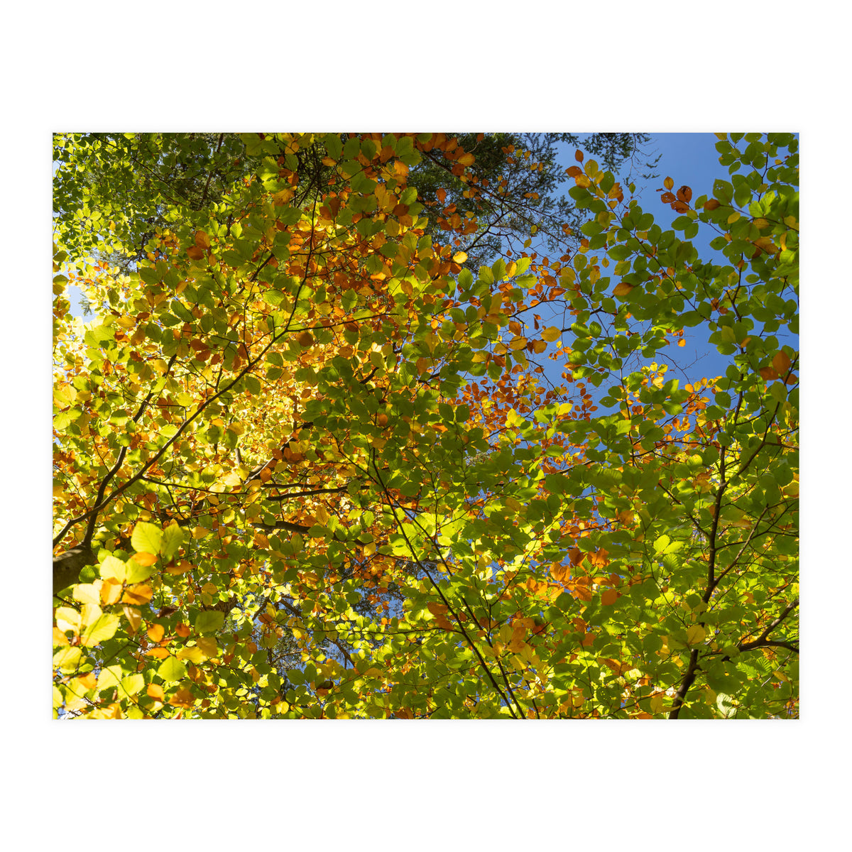 Colors Of Fall (Print Only)