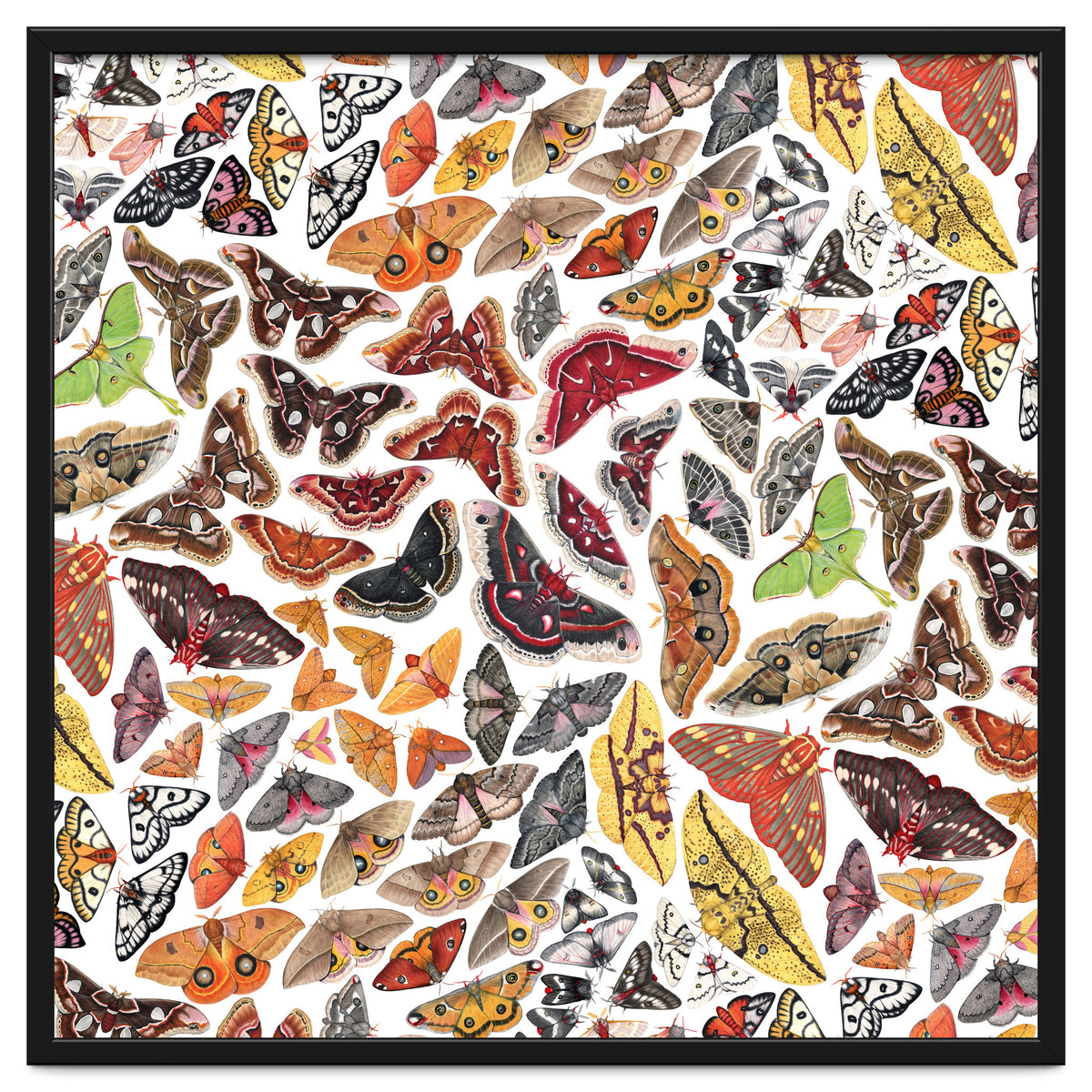 Saturniid Moths of North America Pattern