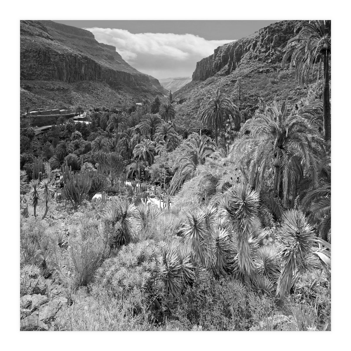 Los Palmitos (Print Only)