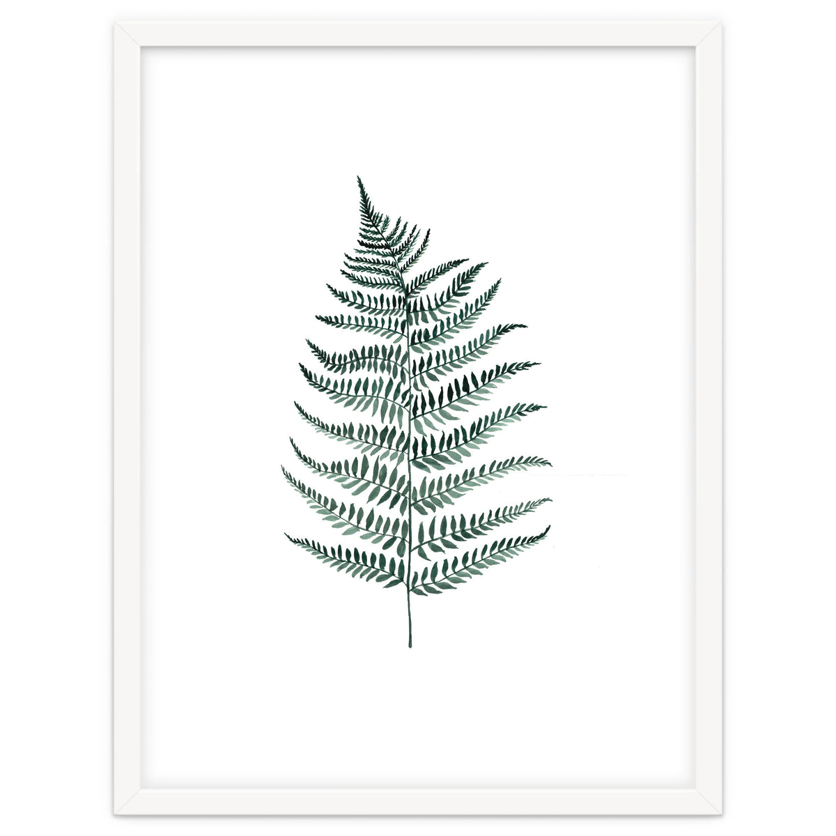 Botanical Illustration Silverfern