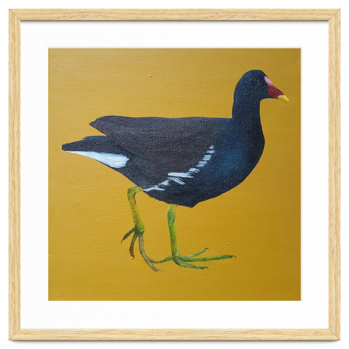 Moorhen