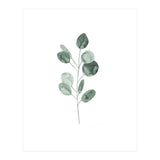 Botanical Illustration Eukalyptus2 (Print Only) thumbnail
