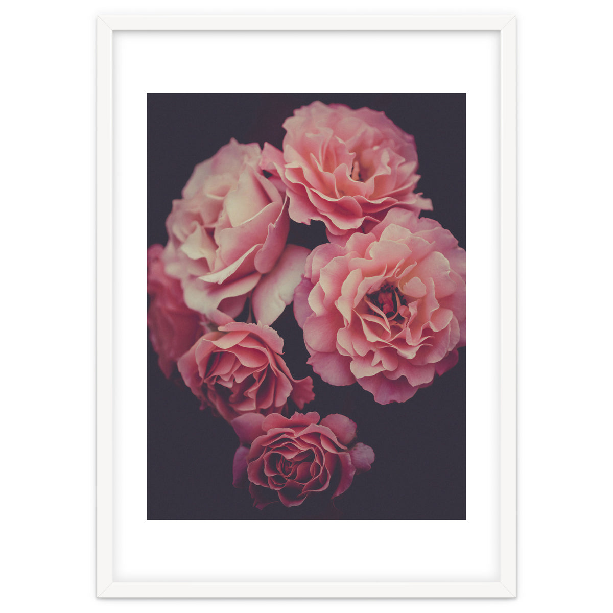 Dreamy Roses