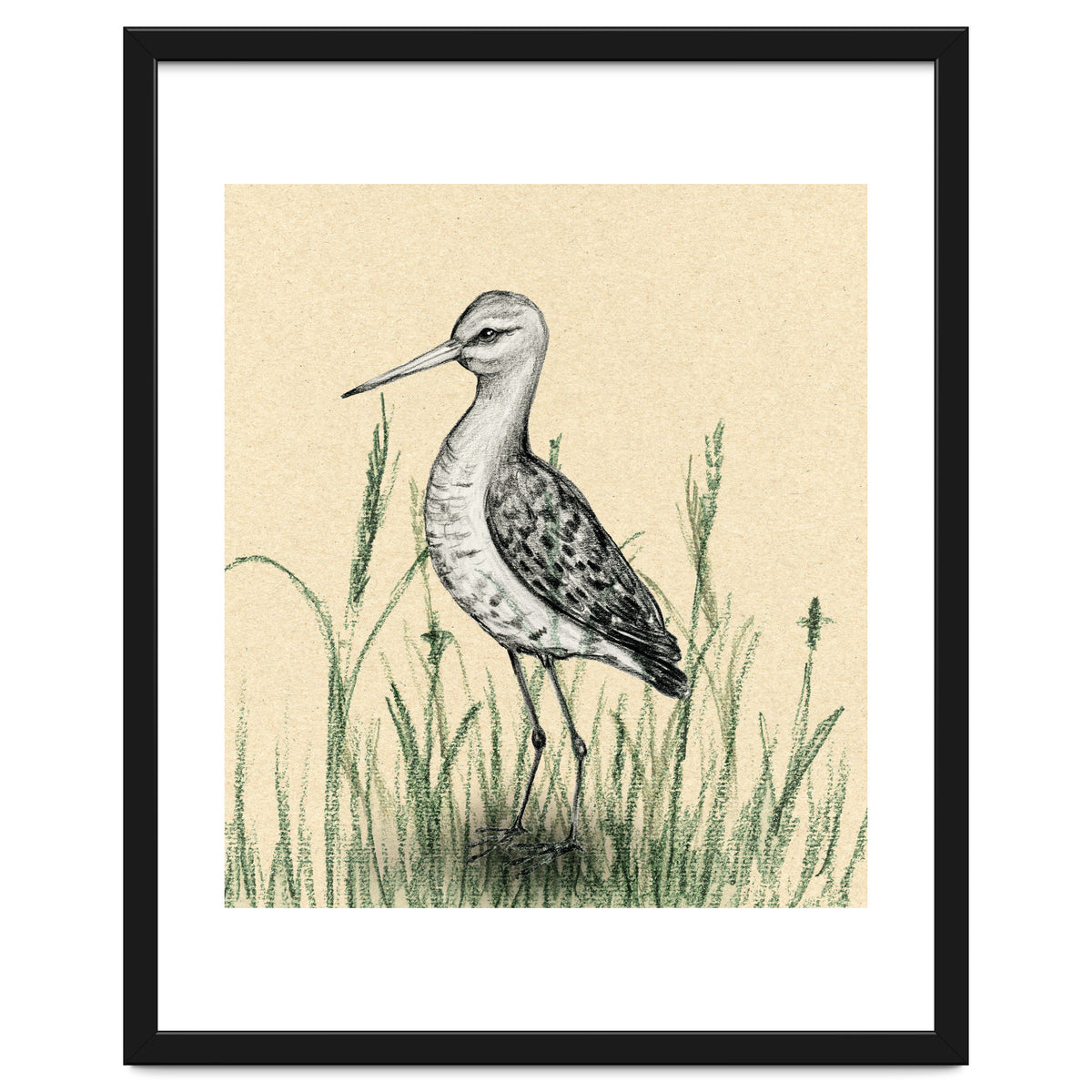 Black-tailed godwit in the grass