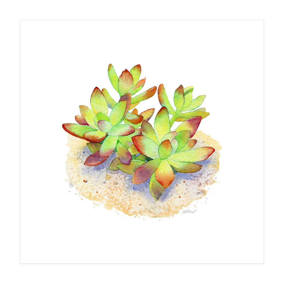 California Sunset Succulent (Print Only)