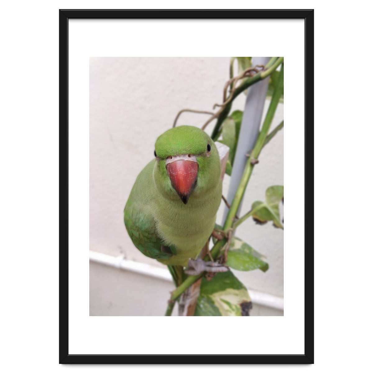 Attractive Indian Parrot