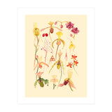 Orchids #3 (Print Only) thumbnail