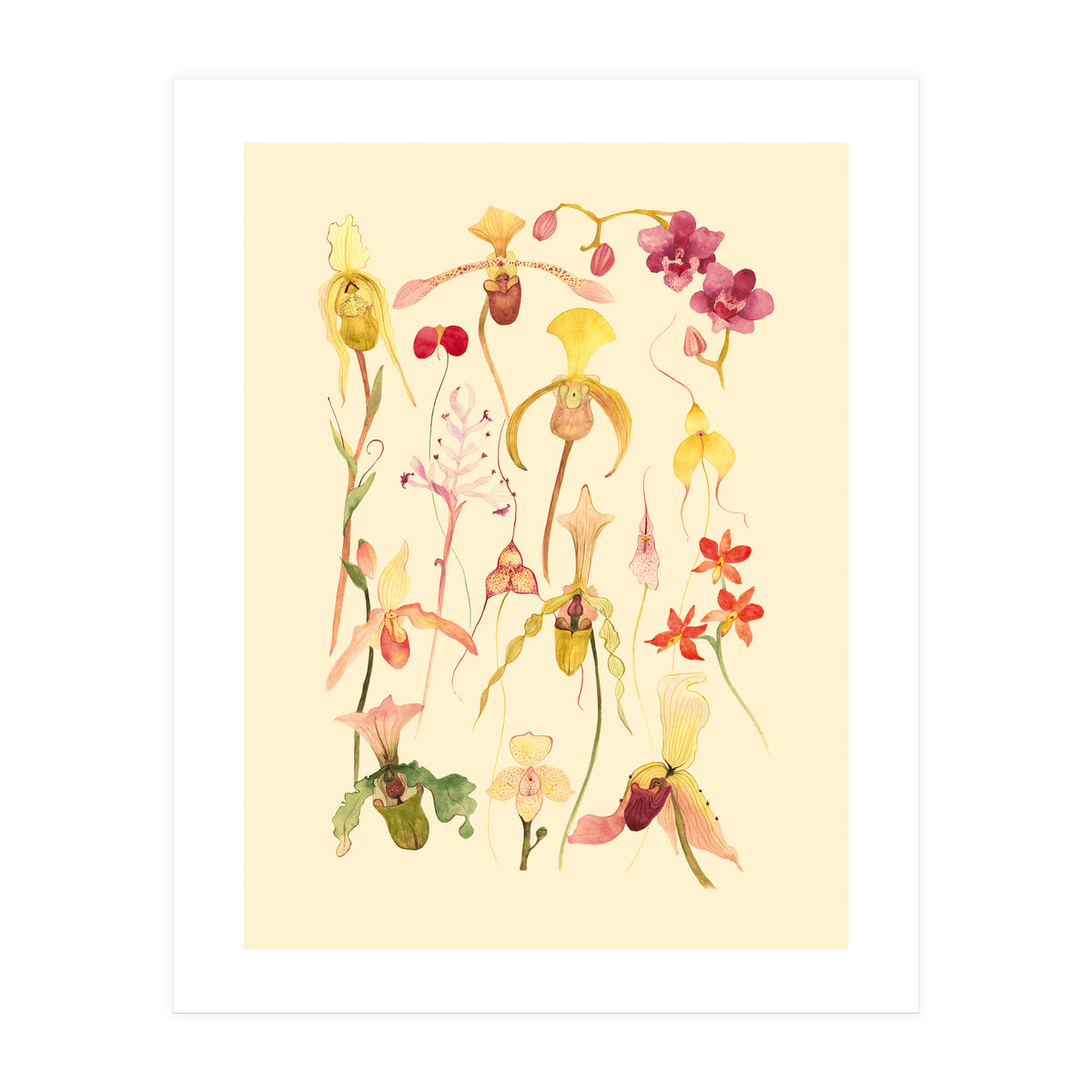 Orchids #3 (Print Only)