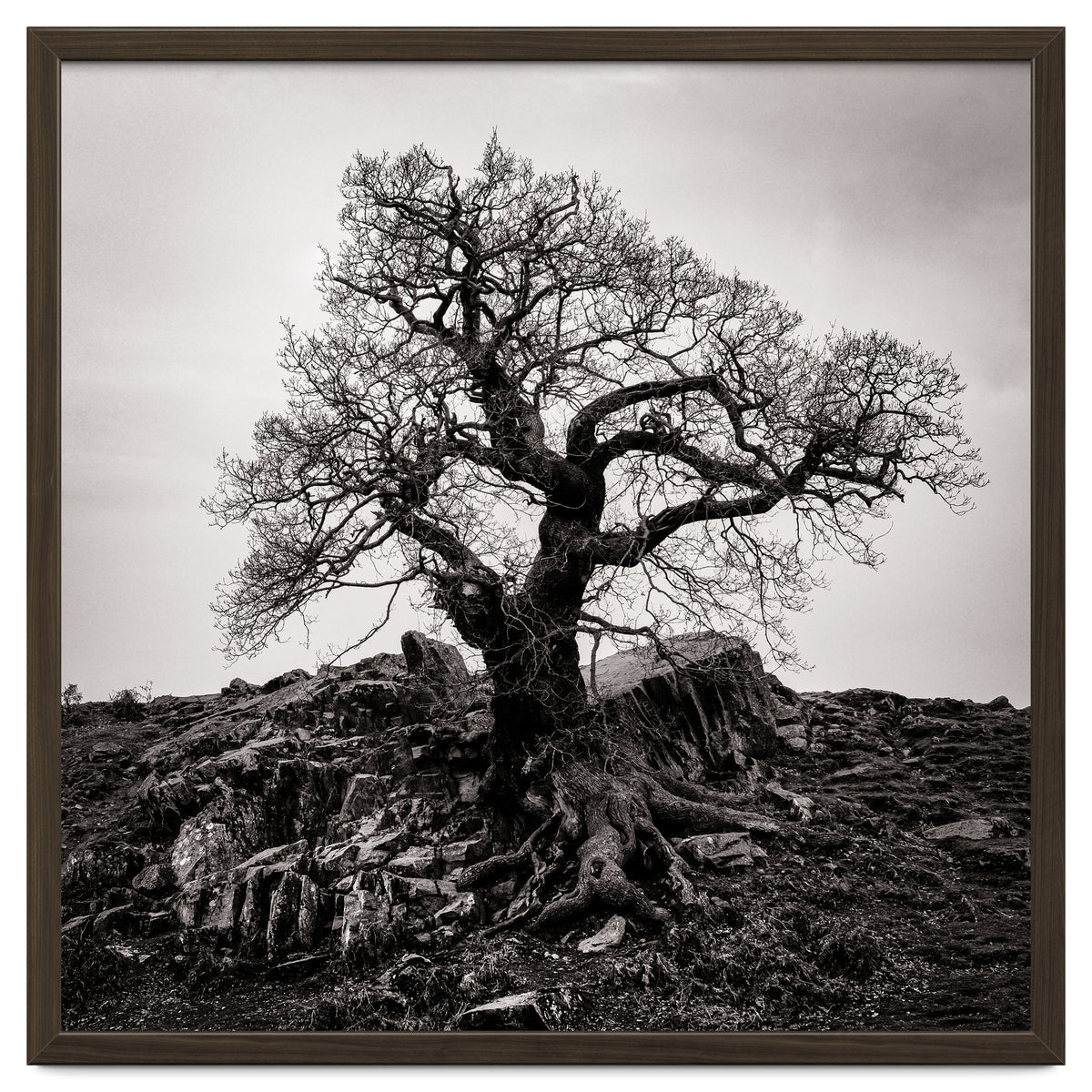 Gnarled Tree