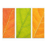 Autumn Leaves (Print Only) thumbnail