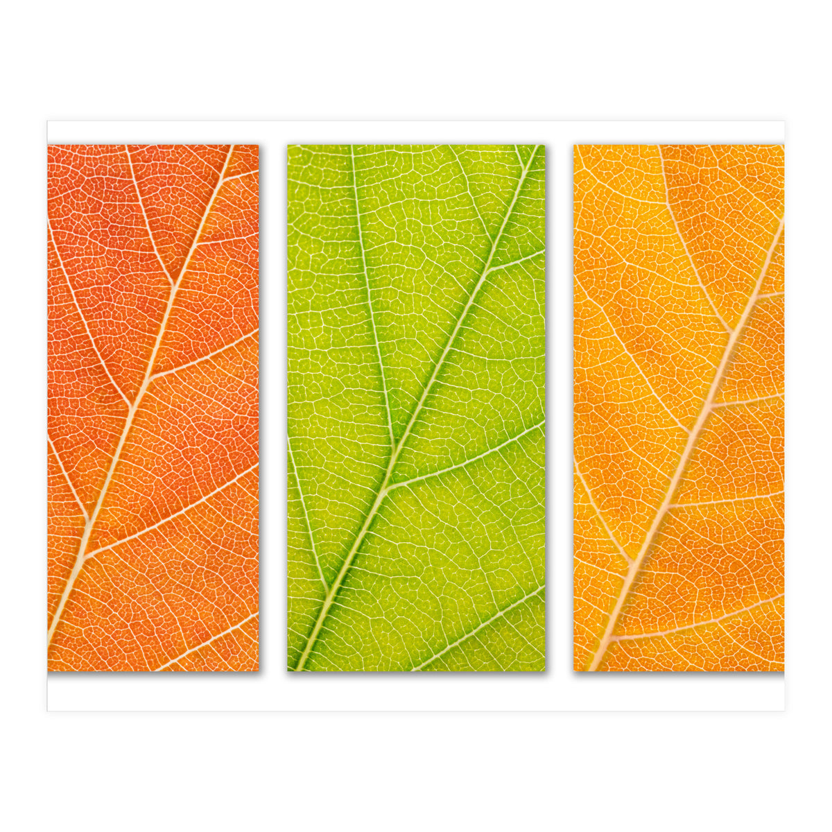 Autumn Leaves (Print Only)