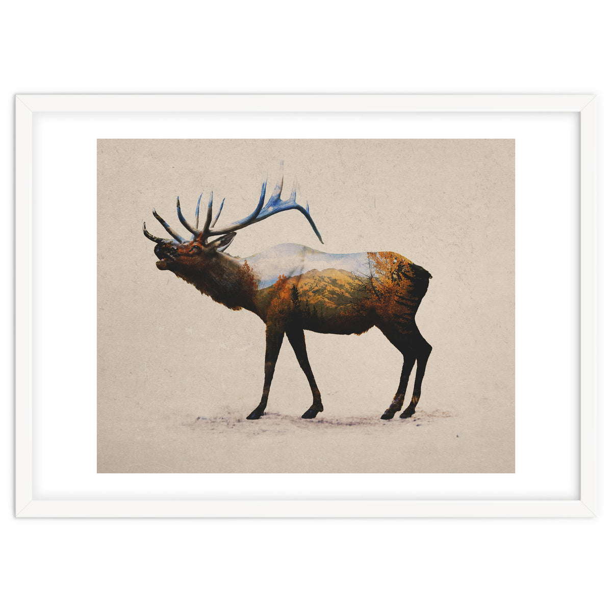 The Rocky Mountain Elk