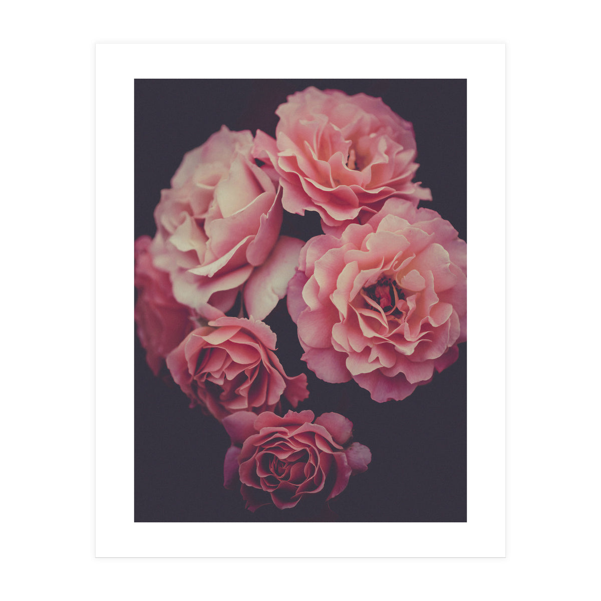 Dreamy Roses (Print Only)