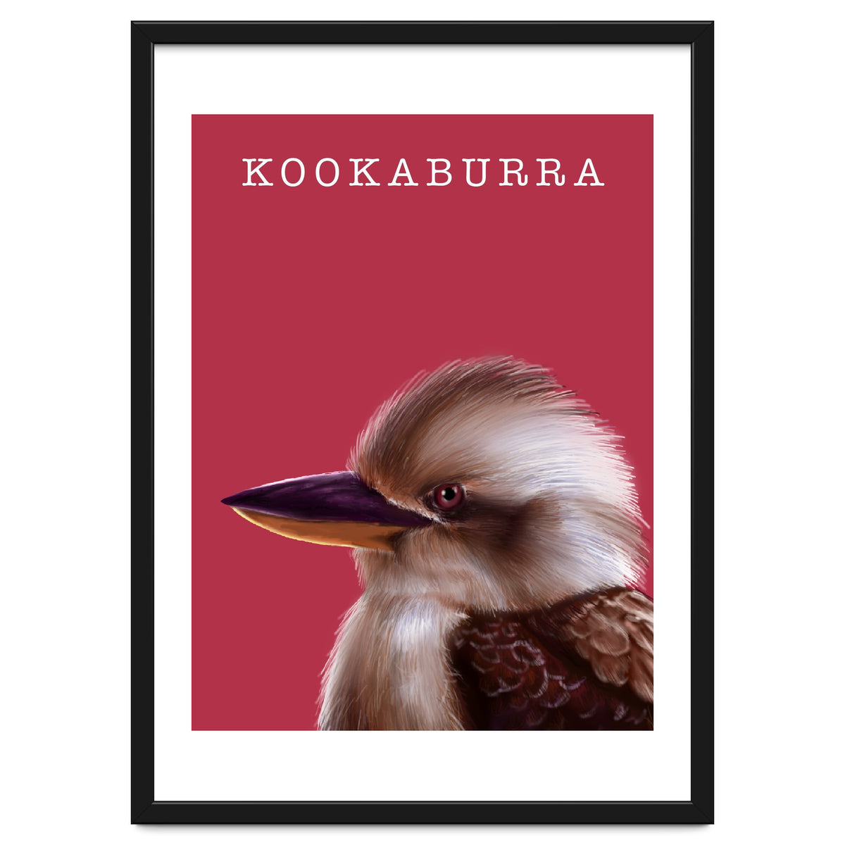 Kookaburra