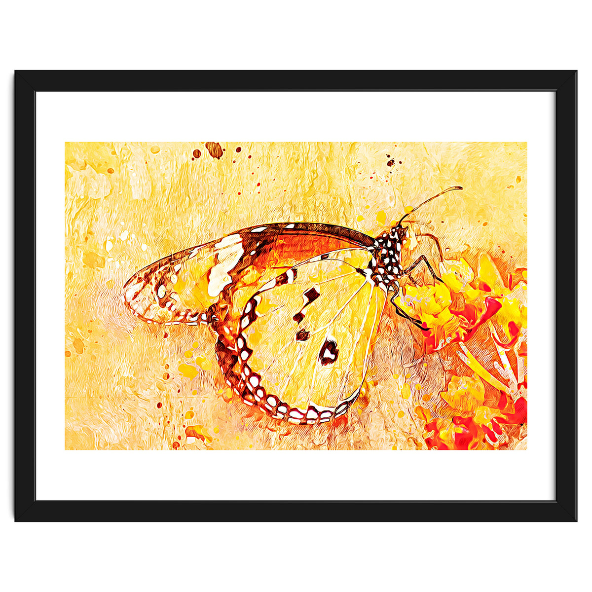 Butterfly On Aclepias