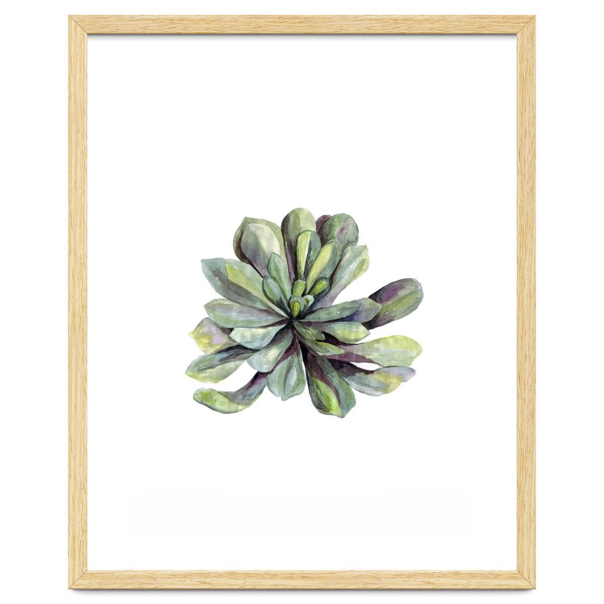 Botanical Illustration Succulent