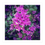 Purple Flowers (Print Only) thumbnail