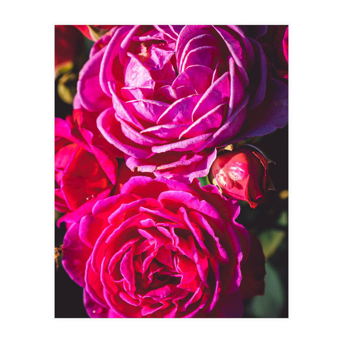 Rose Flowers  (Print Only)