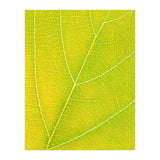 Autumn Leaf (Print Only) thumbnail
