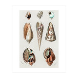Different types of mollusks illustrated (Print Only) thumbnail