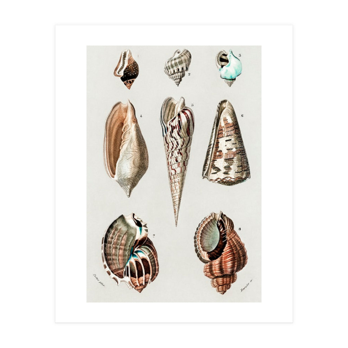 Different types of mollusks illustrated (Print Only)