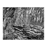 Rotten wood (Print Only) thumbnail