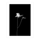 Freesia | dark design  (Print Only) thumbnail