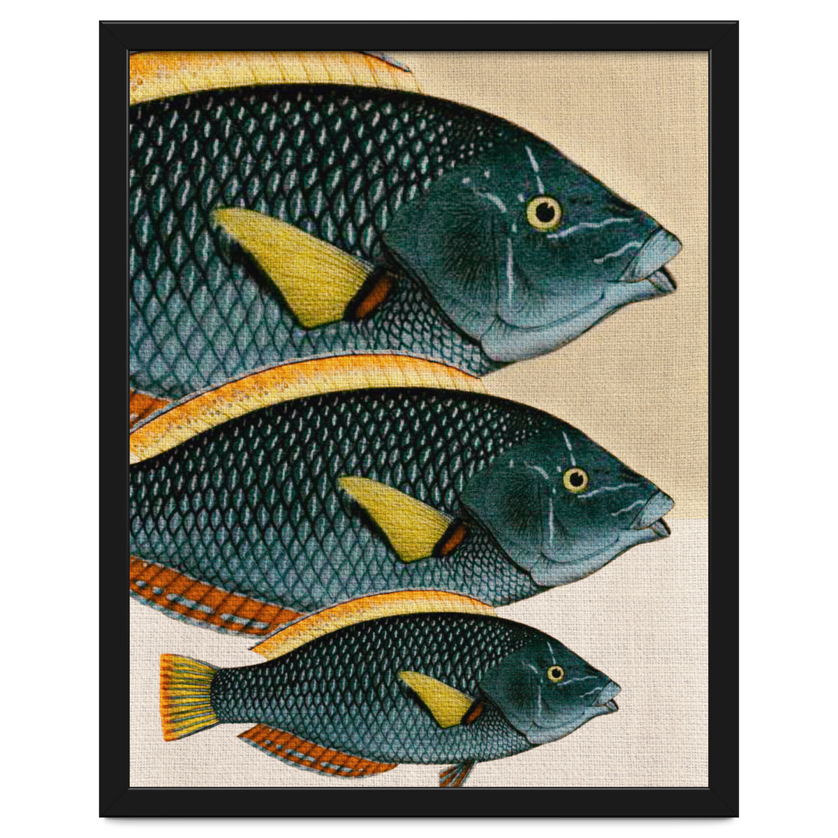Fish Classic Designs 10