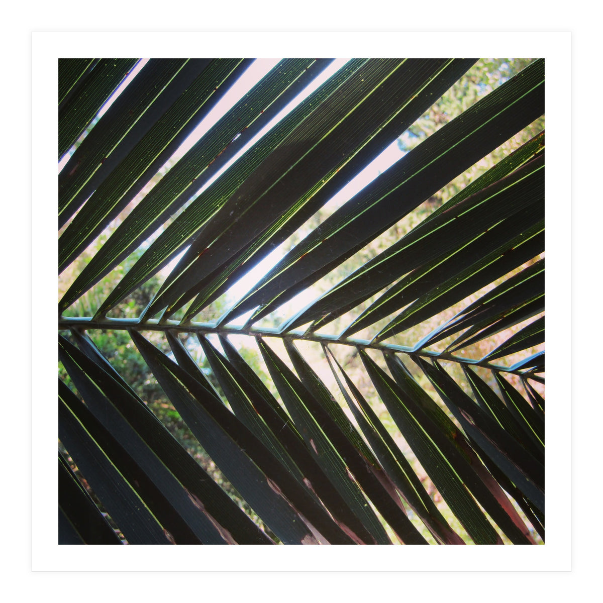 Palm leaf (Print Only)