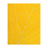 Autumn Leaf (Print Only) thumbnail
